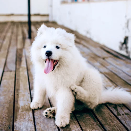 ¿Cómo puedo lavar un perro con pelaje blanco?